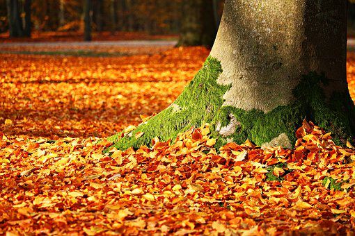 tapis de feuilles d'automne