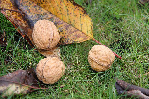 noix et feuilles d'automne